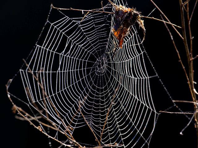Spider Web, Valle Crucis Community Park